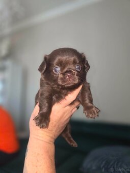 Chihuahua - 4