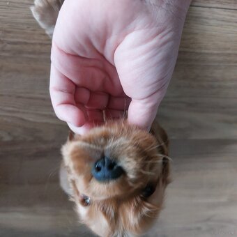 Cocker spaniel angielski - 4