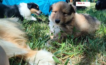 Owczarek szkocki collie FCI - szczeniak - 4