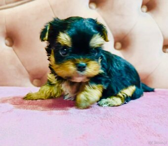 York Mega Piękny Luxusowy. Cudna Buzia. - 4