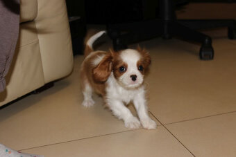 Cavalier King Charles Spaniel-szczeniaczek ZKwP - 4