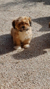 Szczenięta Lhasa Apso na sprzedaż - 4