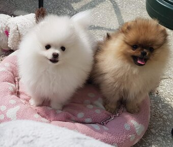 Szpic miniaturowy pomeranian piękne szczenięta. - 4