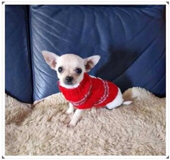 Chihuahua malutki kremowo biały piesek - 4