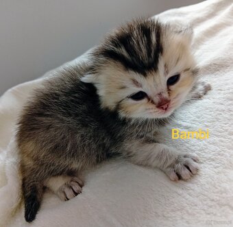 Cudowne Kocie Maleństwa Szkockie Szynszyle - 4