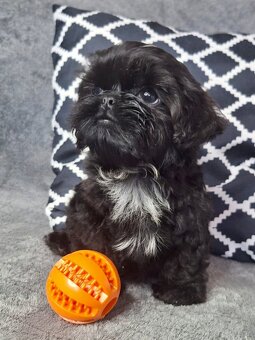 ShihTzu piesek Gotan - 4