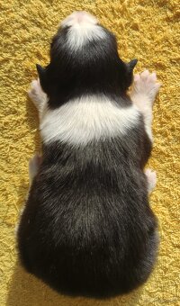 Szczeniak BORDER COLLIE z prof. Hodowli, Pies z pełną dok. - 4