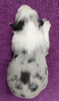 Rasowy pies bluemerle Border Collie z pełną dok. przebadani - 4