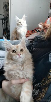 Maine Coon kocięta - 4