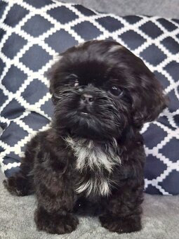 ShihTzu piesek Gotan - 4