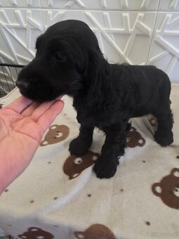 Cocker spaniel angielski Moris Mambo - 4