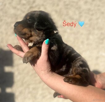 Beauceron - 4