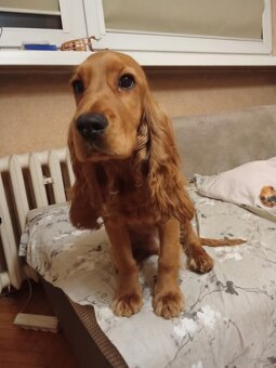 Cocker Spaniel Angielski - 4