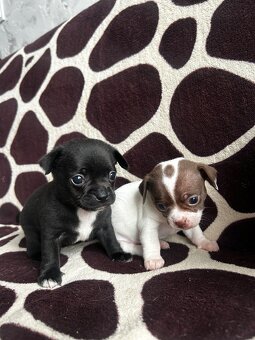 Szczeniaki rasy chihuahua - 4