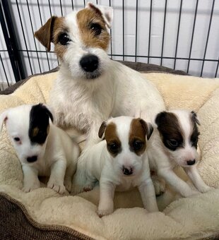Parson Russell Terrier szczeniak z rodowodem - 4