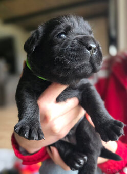 Labrador czarne ZKwP (FCI) szczenięta po Championie, suczki - 4