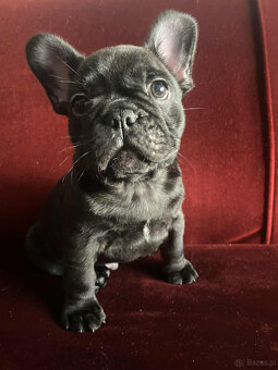 Buldog francuski - 4