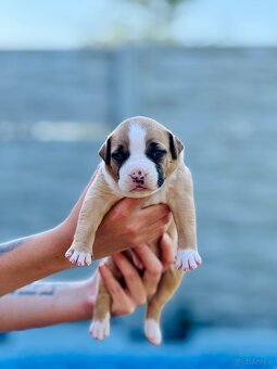 Szczenięta Amstaff - 4