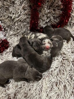 American bully XL s PP - 4