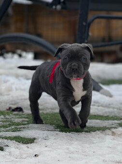 American bully XL s PP - 4