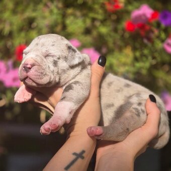 American Bully Xl - 4