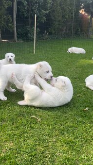 Owczarek środkowoazjatycki alabai - 4