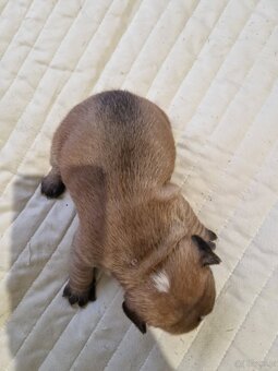 Szczenięta Buldog Francuski - 4