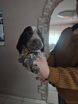 Sprzedam Cocker spaniel angielski - 4