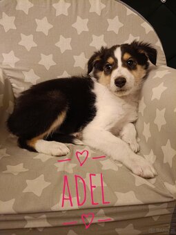 Owczarki szkockie - 4