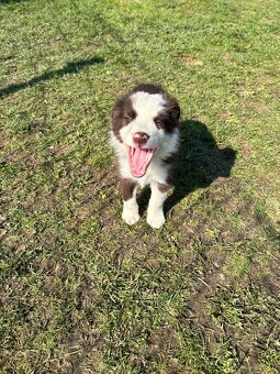 Brązowo biała Suczka - 4