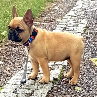 Buldog francuski - suczka ZKwP FCI - 4