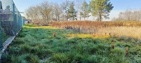 Działka Budowlana w Pogórskiej Woli - 4