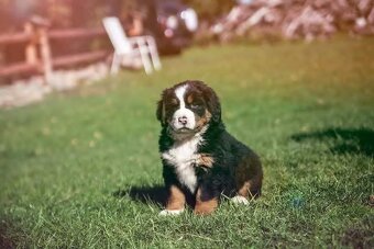 Bernenski Pies Pasterski - 4