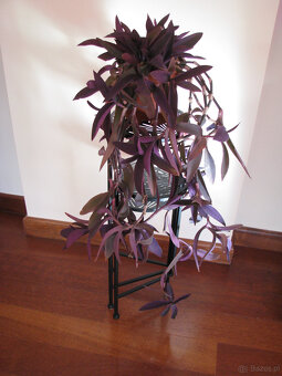 Trzykrotka purpurowa tradeskancja setkrezja fioletowa roślin - 4