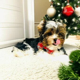 York Biewer - cudeńko - możliwy legalny wyjazd z Kraju. - 4