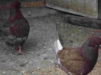 sprzedam gołębie - 4