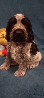 Cocker spaniel angielski - 4