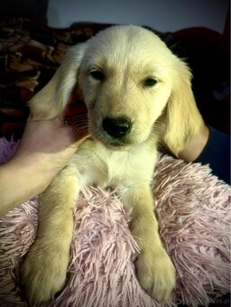 Golden Retriever - 4