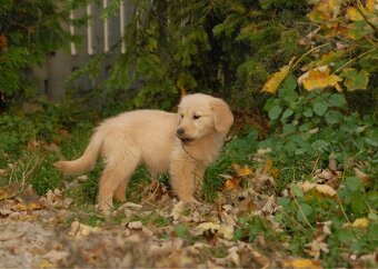 Golden Retriever - 4