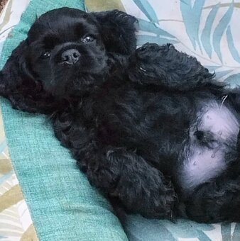 Cocker spaniel american/PP fci - 4
