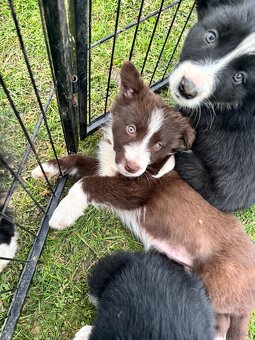 Suczka brązowo biała border collie - 4