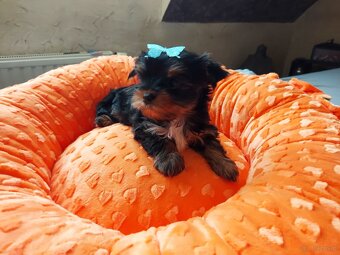 Yorkshire Terrier Black Tan - 4