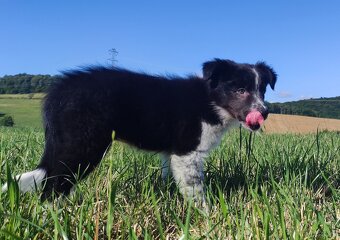 Prześliczna Suczka BORDER COLLIE - pełna dok. super rodzice - 4