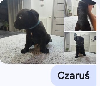 Oddam za darmo w dobre ręce - 4