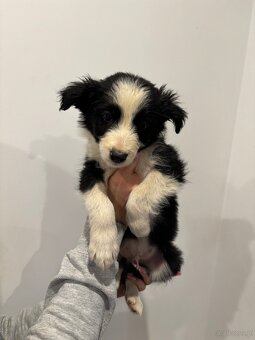Piesek border collie czarno biały - 4