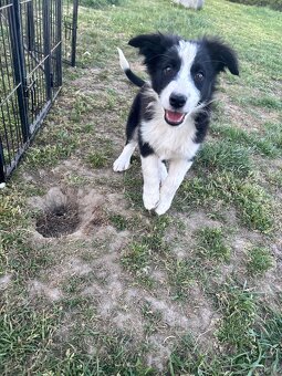 Piesek border collie czarno biały - 4