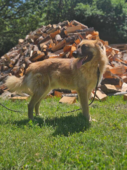 Neon mix leonberger -szuka domu schronisko Zgierz-aktualne - 4
