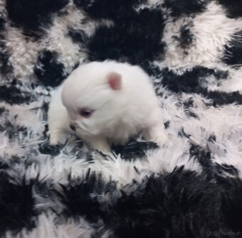 Szpic miniaturowy pomeranian - 4