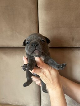 Buldog francuski - 4