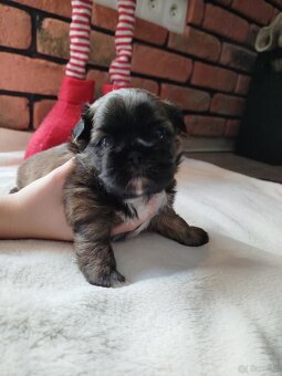 Pies rasy Shih Tzu z rodowodem - 4